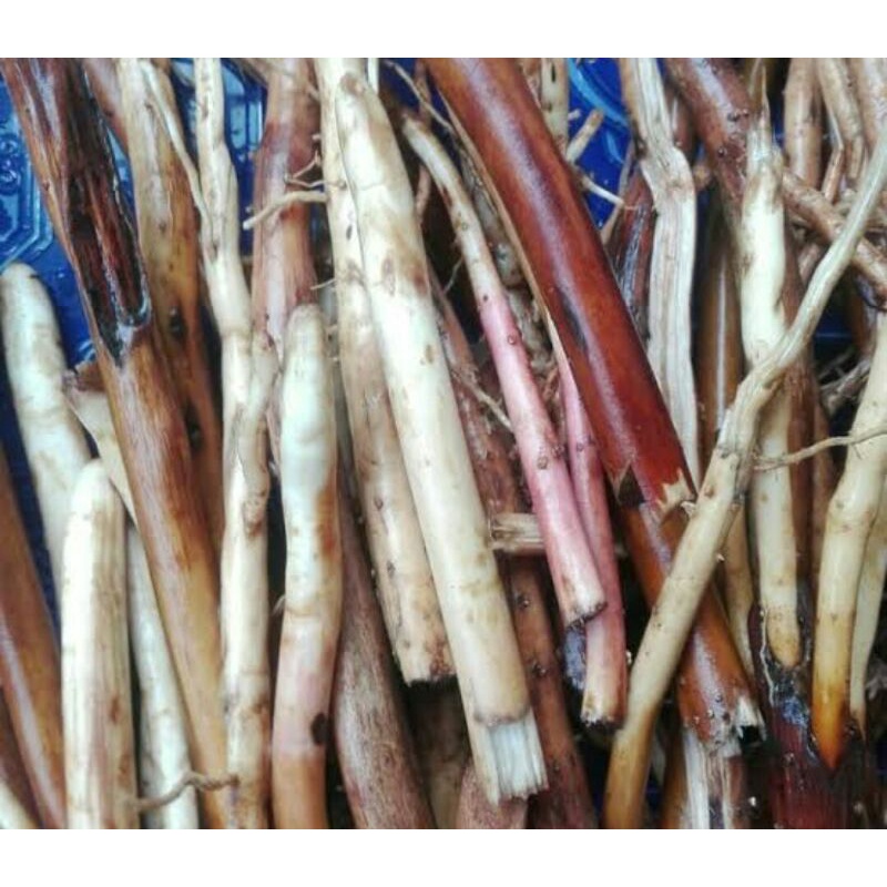 

Akar pinang basahsegarorganik