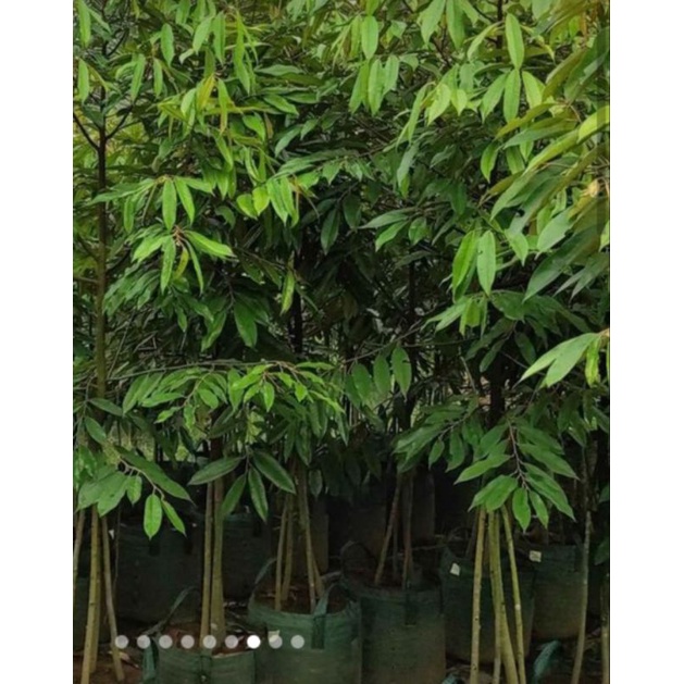 bibit durian musangking kaki 3 okulasi