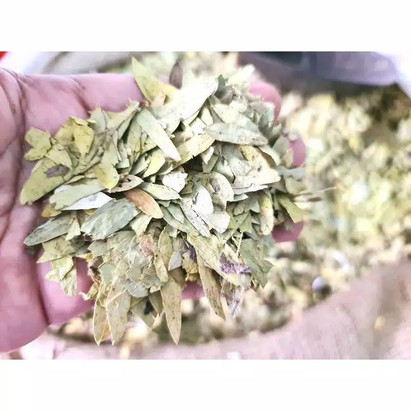 

Daun Jati Cina / Teh Daun Jati Cina Asli / Teh Herbal Pelangsing Kemasan 1kg