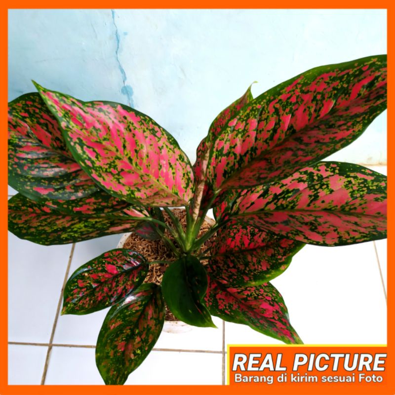 Aglonema red venus induk jumbo
