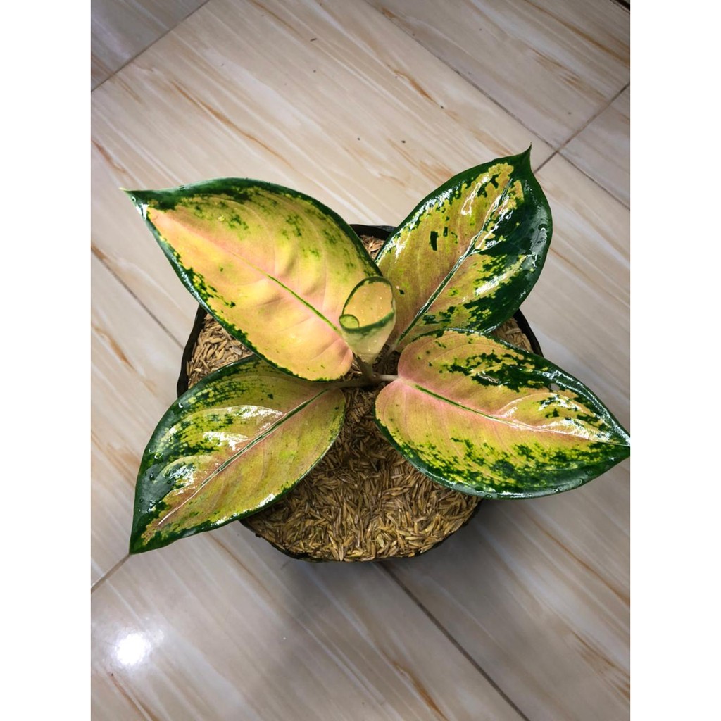 Bunga Aglonema PANCAWATI (SULTAN BRUNEI)