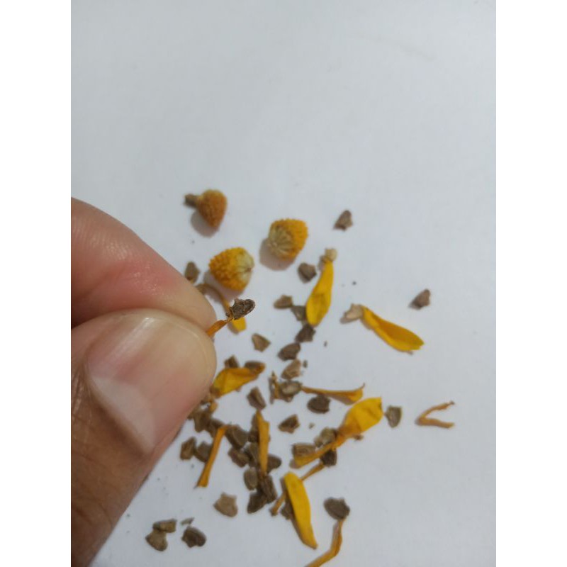 Benih biji Bunga Matahari mini kolget