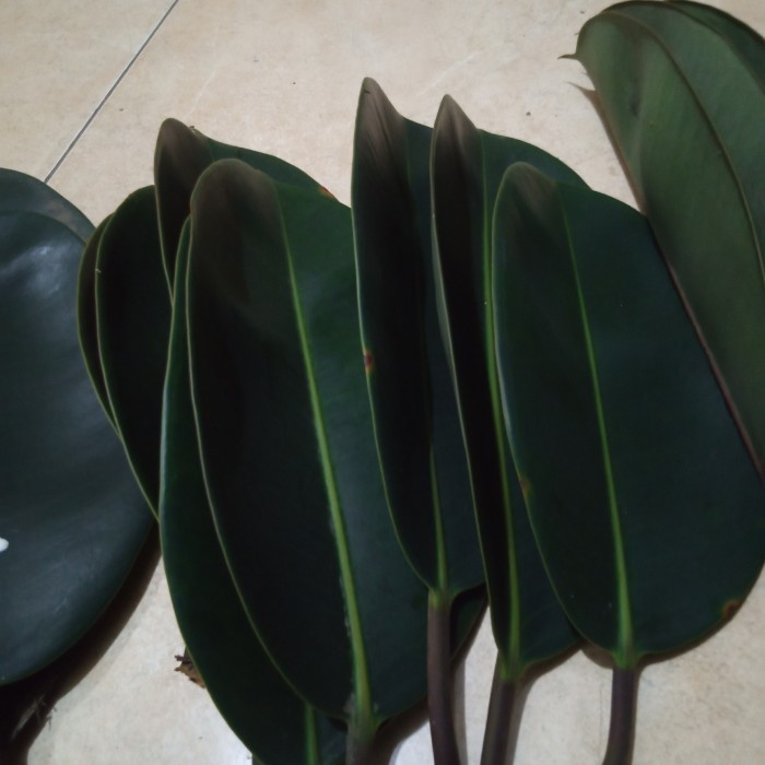 

daun karet kebo 500 gr