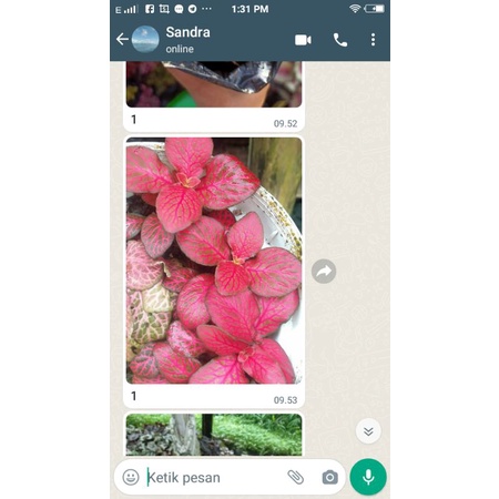 fittonia isi mix 18 plant