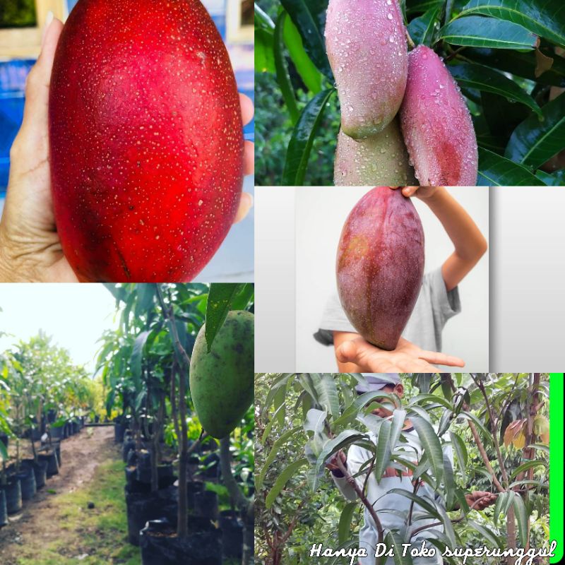 Bibit Mangga Red Emperor Terlaris