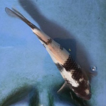 ikan koi Shiro Asli KTP Blitar garansi pengiriman untuk diterima hidup