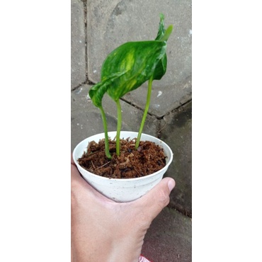 Epipremnum Shangrila Shang ri la varigata aureum epipvar