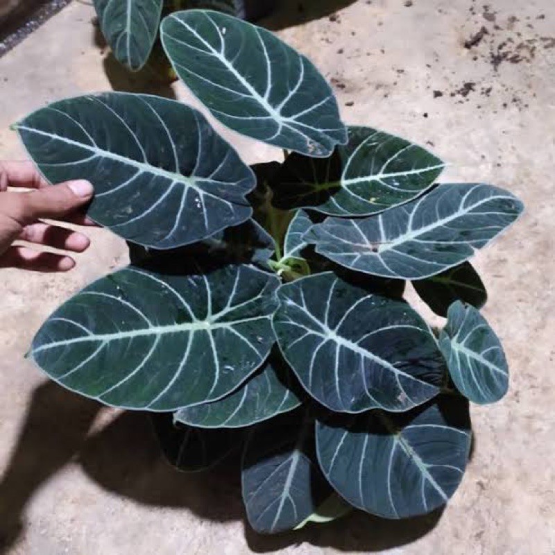 UMBI/BONGGOL alocasia black velvet (hanya bonggol)