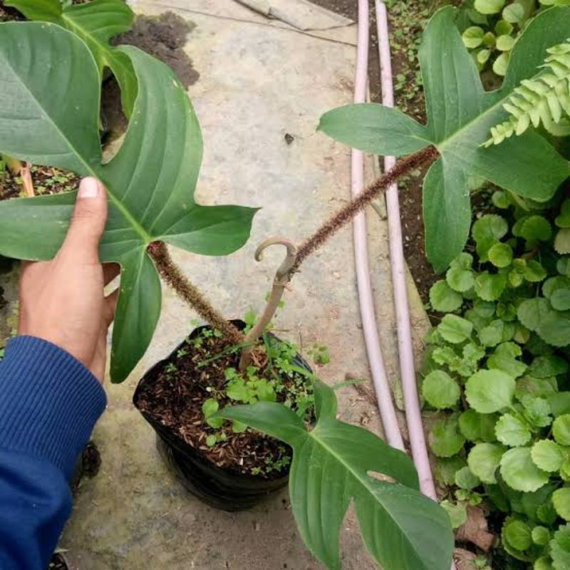 Tanaman hias pilodendron squamiferum merpati Florida -  philo merpati