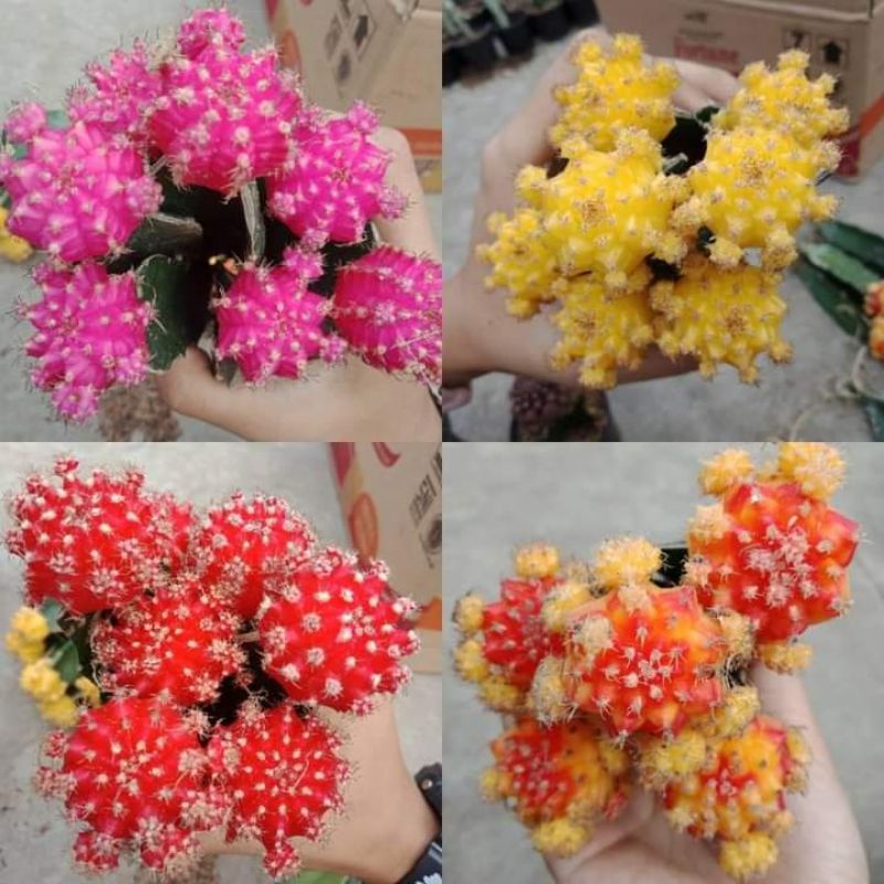 kaktus mini gymno import