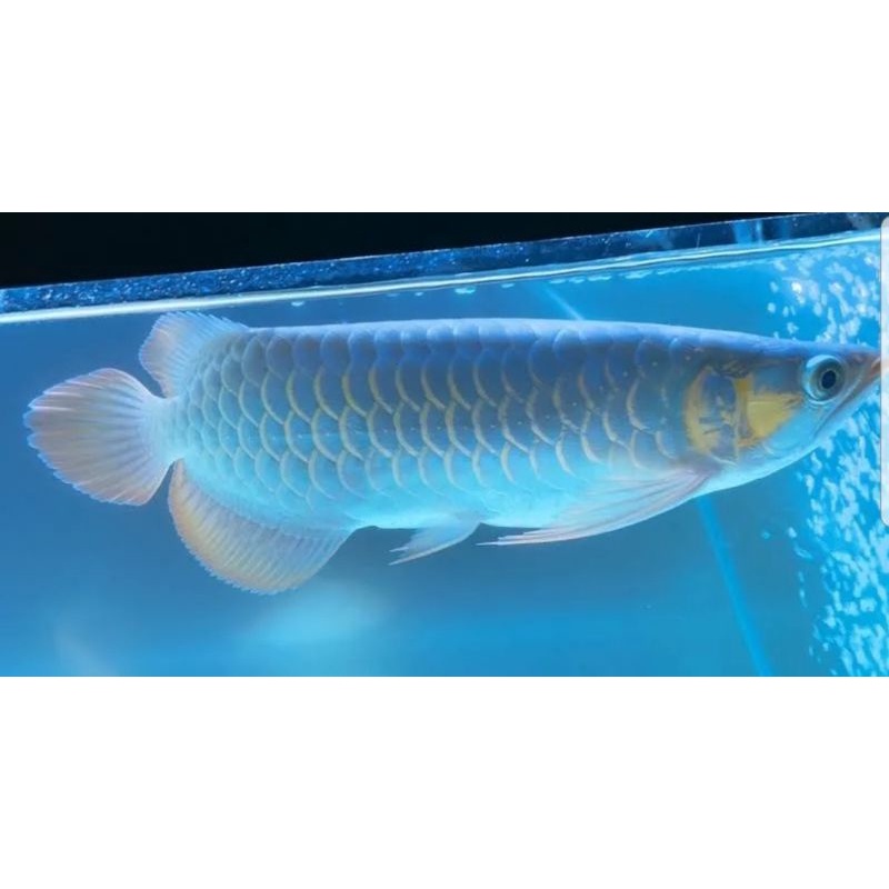 Jual ARWANA SUPER RED METALIK kualitas PREMIUM UK 28cm