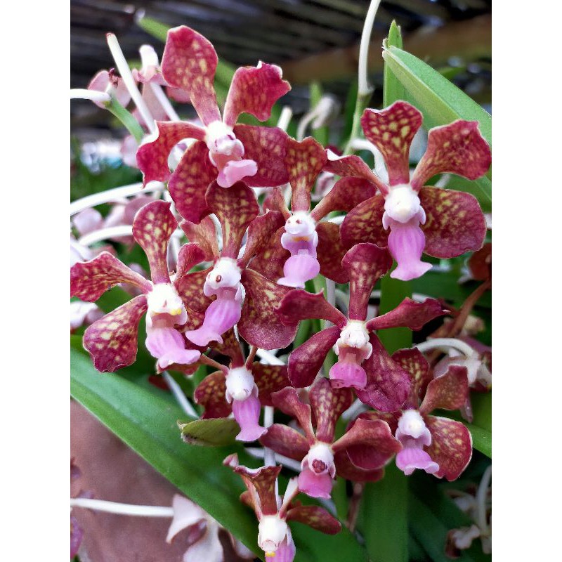 anggrek Vanda limbata