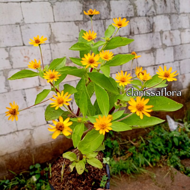 POHON BUNGA MATAHARI KECIL - MATAHARI MINI - TANAMAN BUNGA MATAHARI