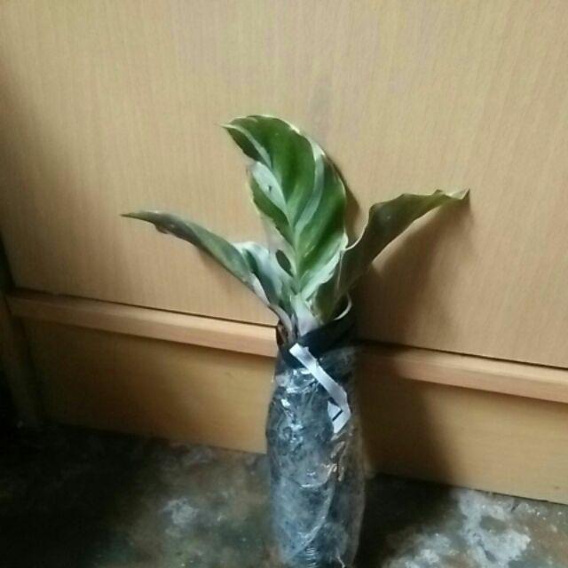 Tanaman Hias Calathea Fusion - Maranta Tisu- Meranti Kapas