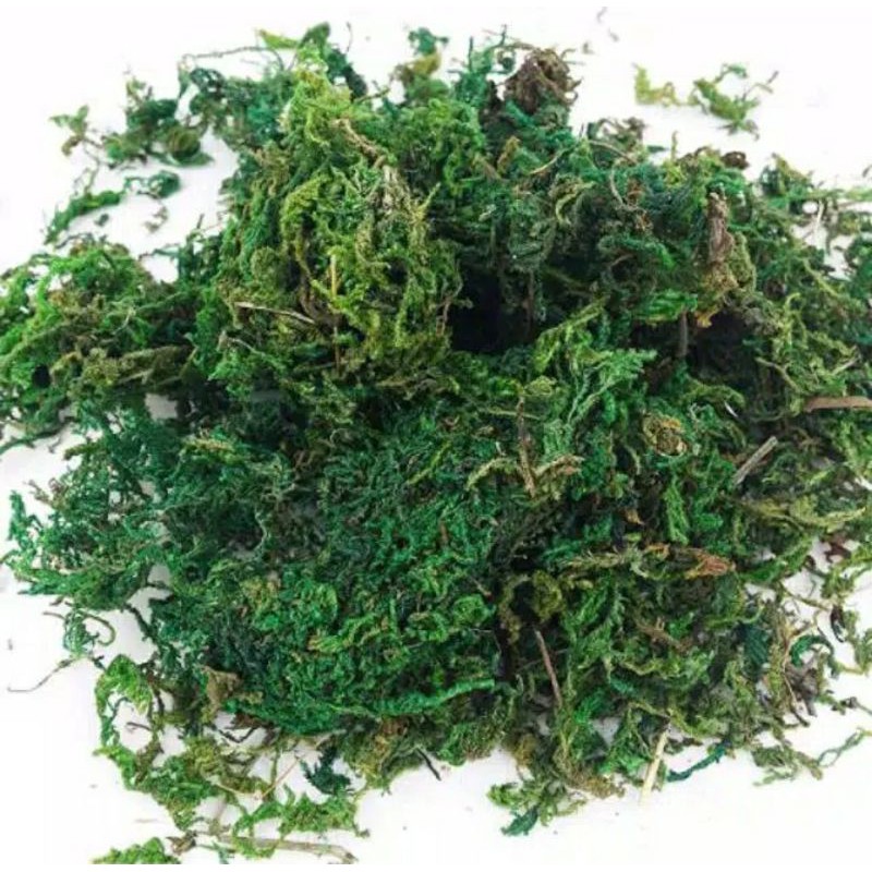 GREEN MOSS GREENMOSS LUMUT SINTESIS LUMUT KERING LUMUT HIAS LUMUT BUNGA KERING ARTIFICIAL