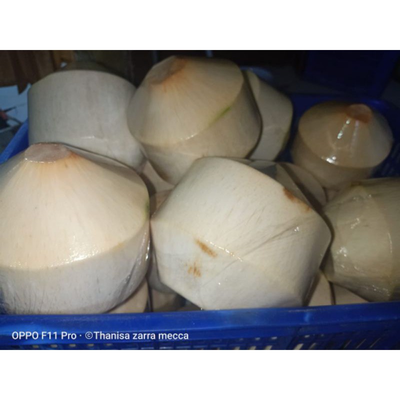 

kelapa muda