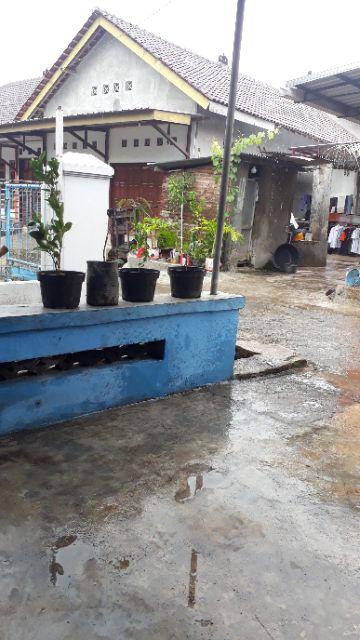 Bibit Durian Merah Unggul/bibit Durian/bibit Durian Merah Murah