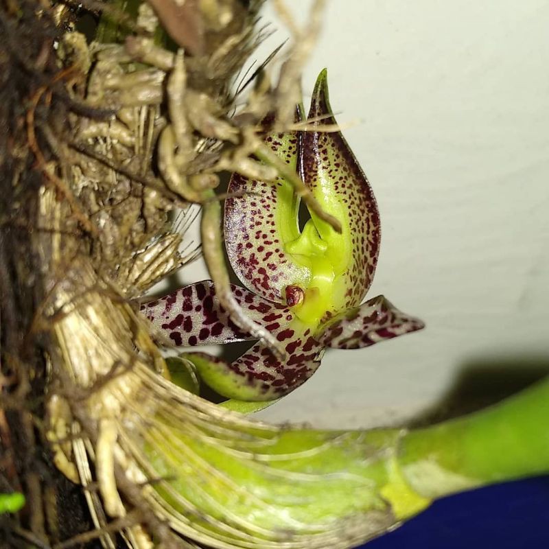 Anggrek Bulbophyllum Macranthum