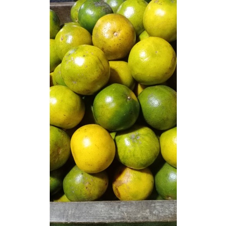

Jeruk Peras Segar 1 kg