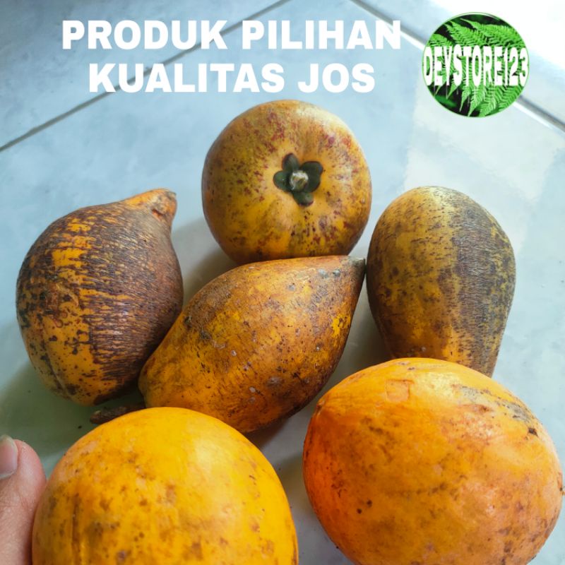 

buah Alkesa atou sawo belanda 1 kg murah
