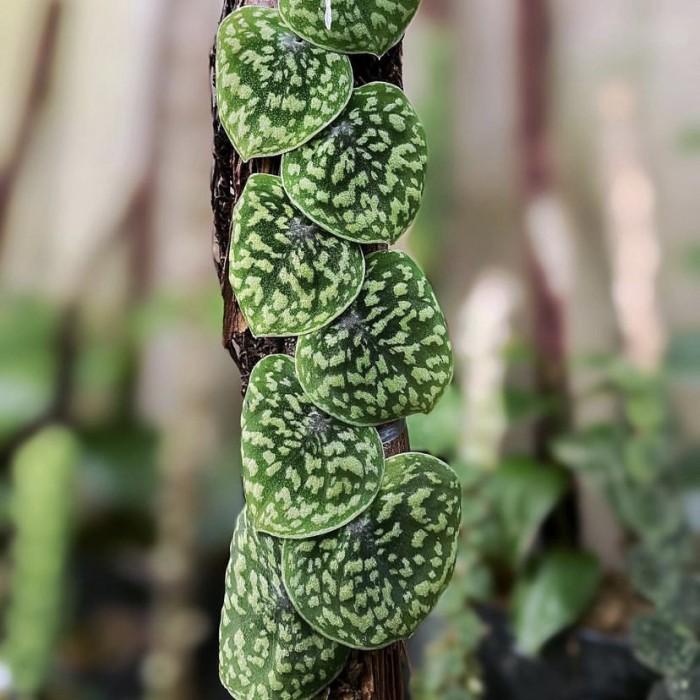 Ready Scindapsus argyraeus snake scale tanaman hias khas kalimantan Kualitas Terjamin