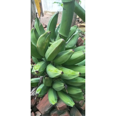

pisang batu / pisang klutuk muda