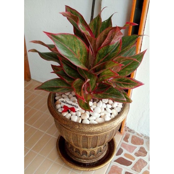 TANAMAN HIAS AGLONEMA RED LIPSTIK SIAM AURORA - TANAMAN HIAS HIDUP INDOOR