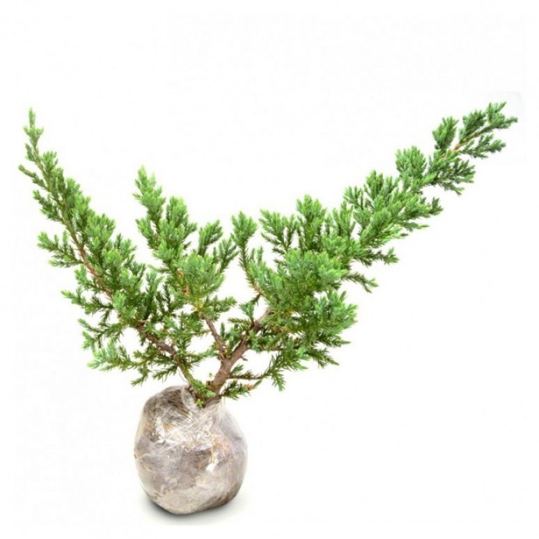 Bahan Bonsai Cemara Buaya / Bajul Bahan Bonsai