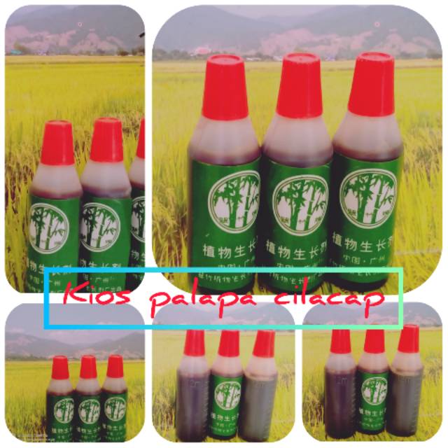 PUPUK CAIR BAMBU HIJAU 12ml Pupuk Lengkap ZPT