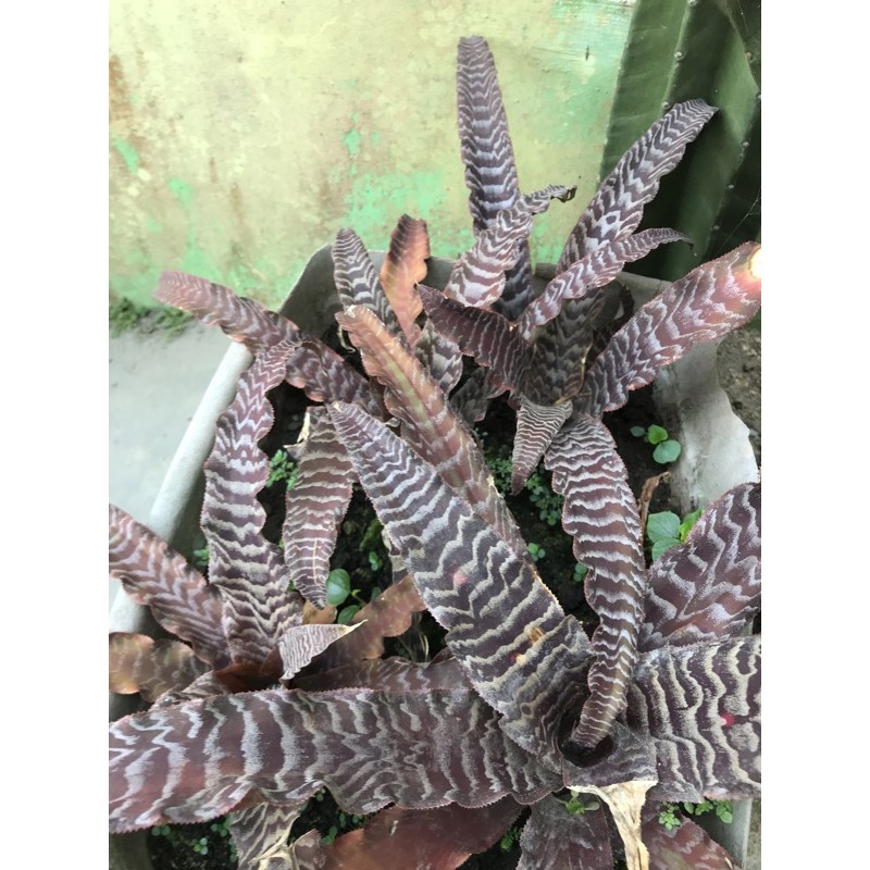 Tanaman Bromolia Tokek | Bunga Bromolia Tokek