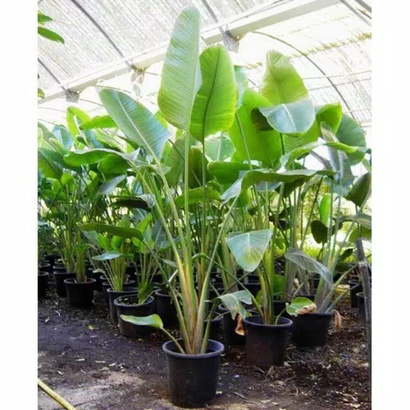 Tanaman Hias Pisang - Pisangan - Tanaman Indoor