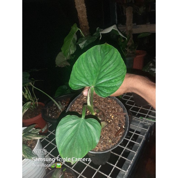 philodendron plowmani