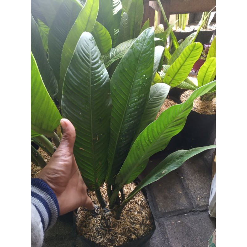 anthurium rinet/tanaman hias rinet