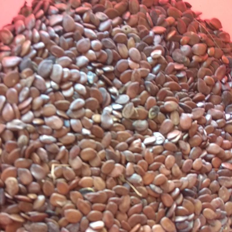 Biji Lamtoro kering 500gr