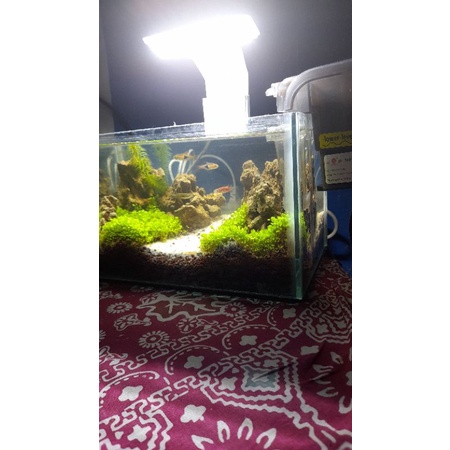 mini aquascape