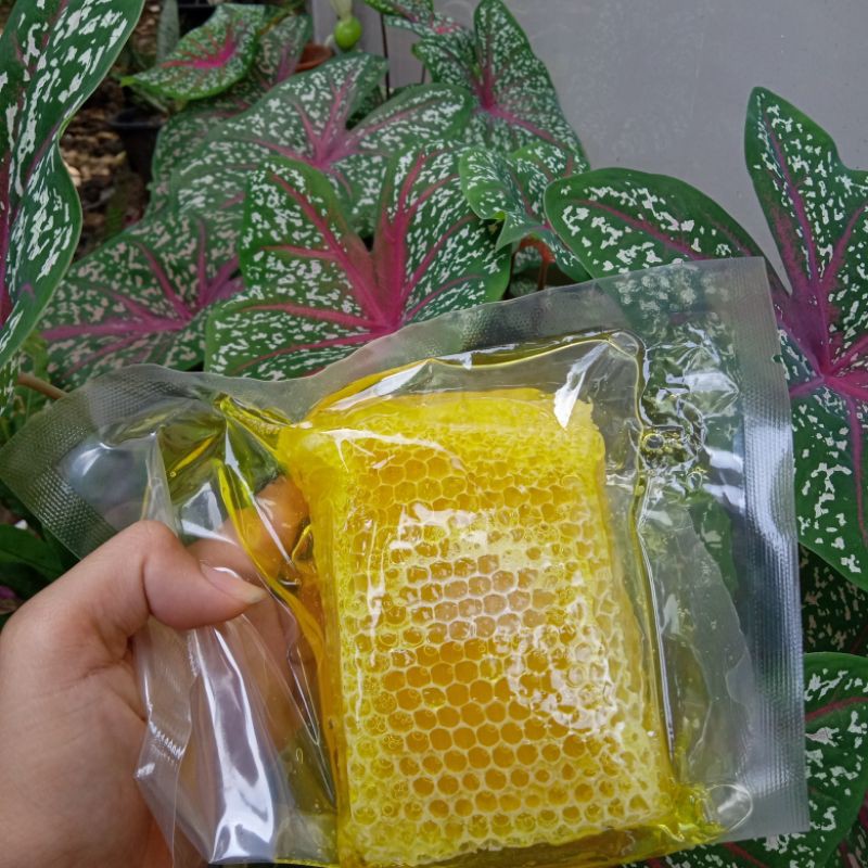 

madu sarang melifera