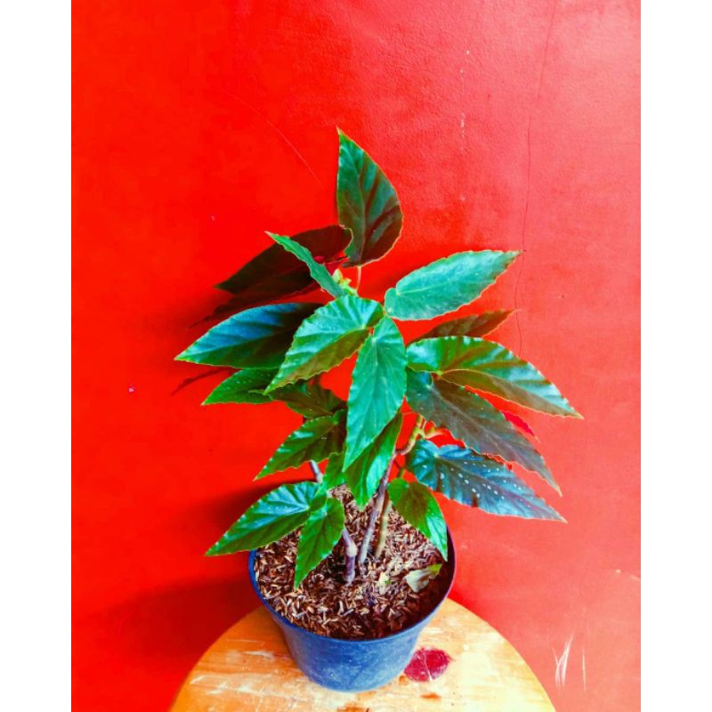 BISA COD Tanaman Hias Begonia mocca tanaman rimbun akar rimbun.