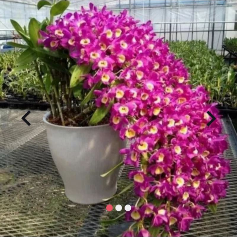 anggrek dendrobium nobile