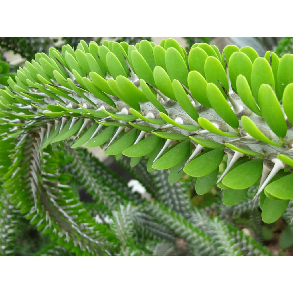 Sukulen import (Alluaudia Procera)