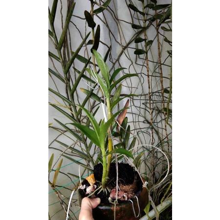 Anggrek Dendro CAPUNG KAPUAS Wangi Bonus Keiki Mantangai