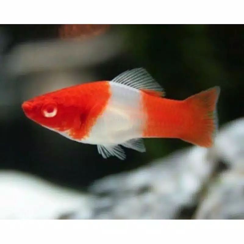 

Ikan Molly Santa Platy Mata Merah