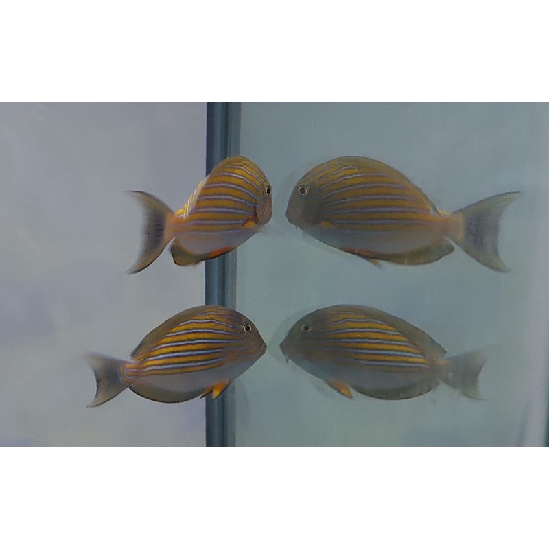 Ikan Hias Air Laut Botana Kasur