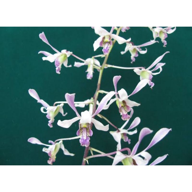 Dendrobium lineale white