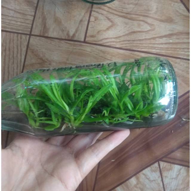 Botol Dendrobium Penang Little Magic x Enobi