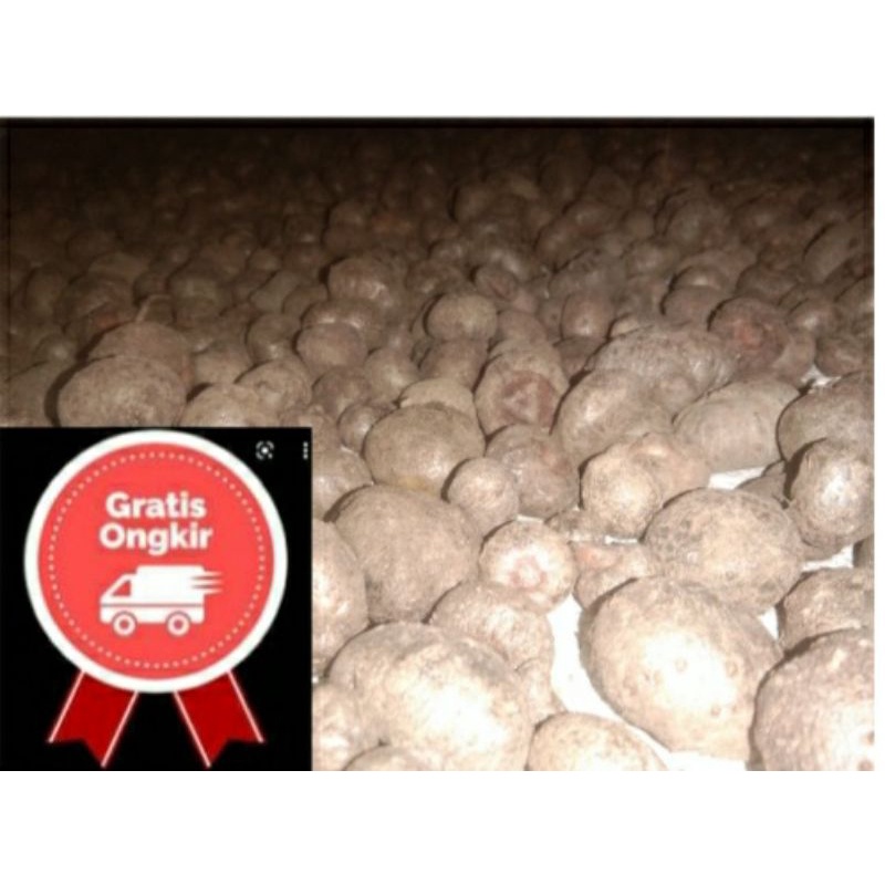 

katak bibit porang 100% dorman hasil krangtina