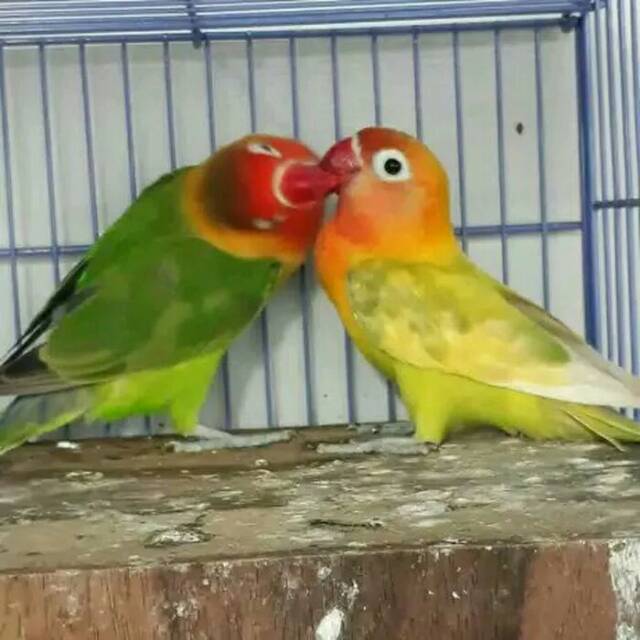 

Love bird josanxpaskun produksi lancar