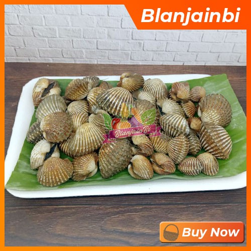 

Kerang Dara Segar Bandung