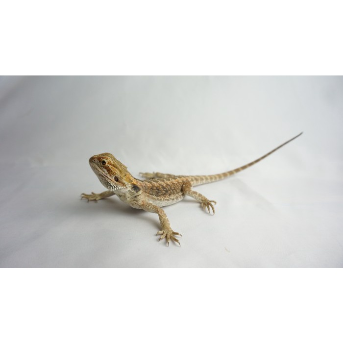 Bearded Dragon het Hypo doyan sayur