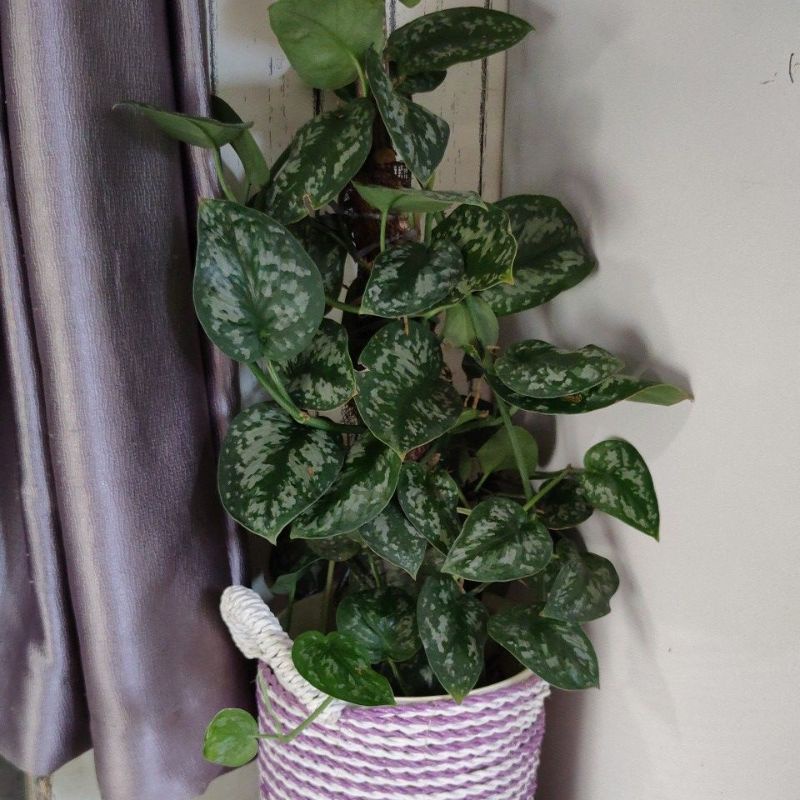 scindapsus sirih gading silver