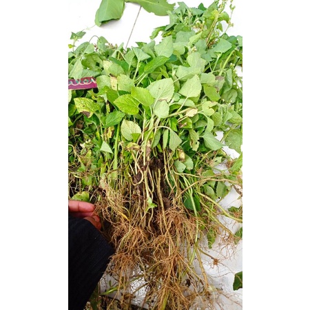

daun Babadotan segar 500gram obat herbal
